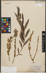 Foto von Salix triandra L.